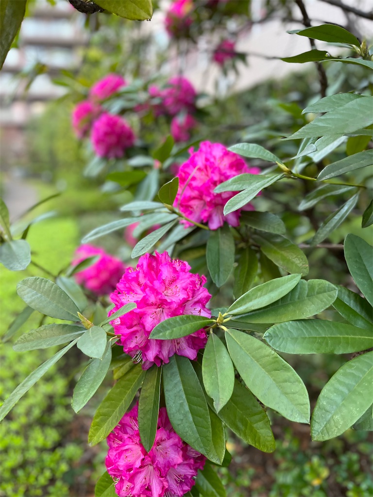 f:id:lotta1923:20220411091659j:image