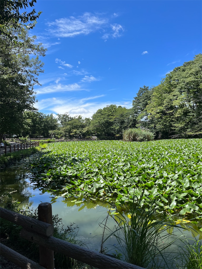 f:id:lotta1923:20220820101910j:image