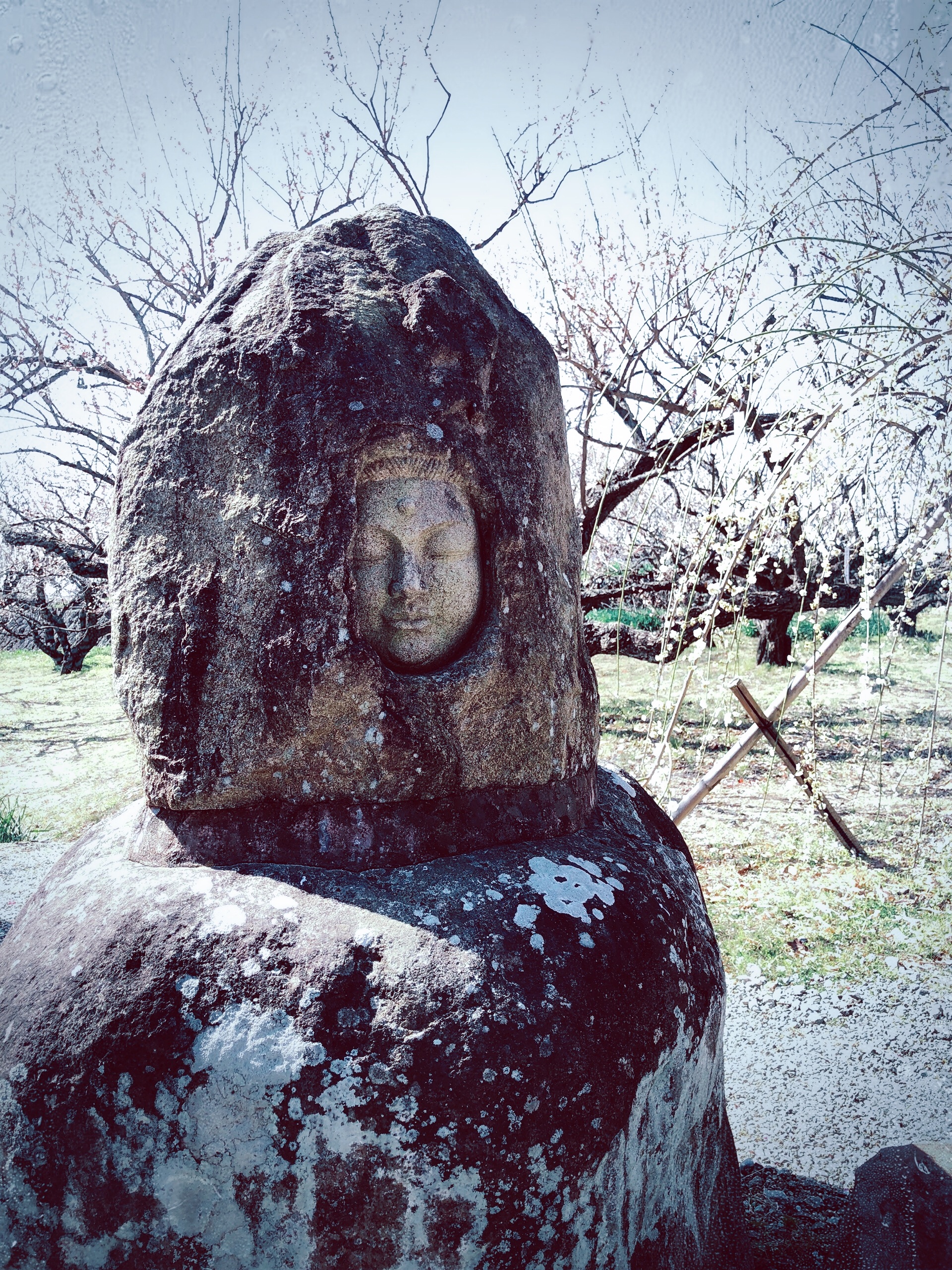 f:id:lotusbirdyoga:20180304223003j:image