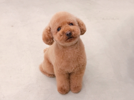 f:id:love-kon77:20190927101128j:plain f:id:love-kon77:20190927101128j:plain