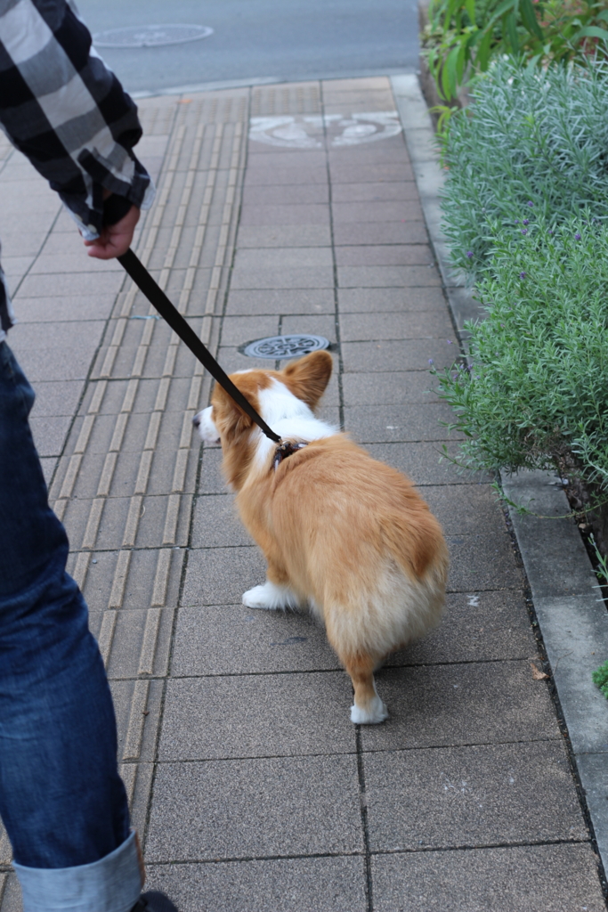 f:id:love-ojyaga:20161010215710j:plain