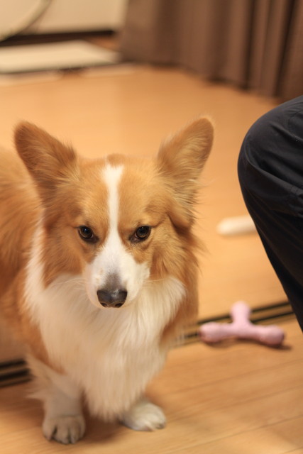 f:id:love-ojyaga:20170314221104j:plain