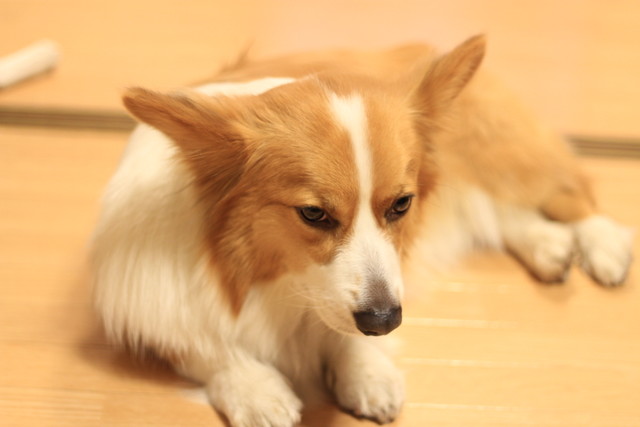 f:id:love-ojyaga:20170314221348j:plain