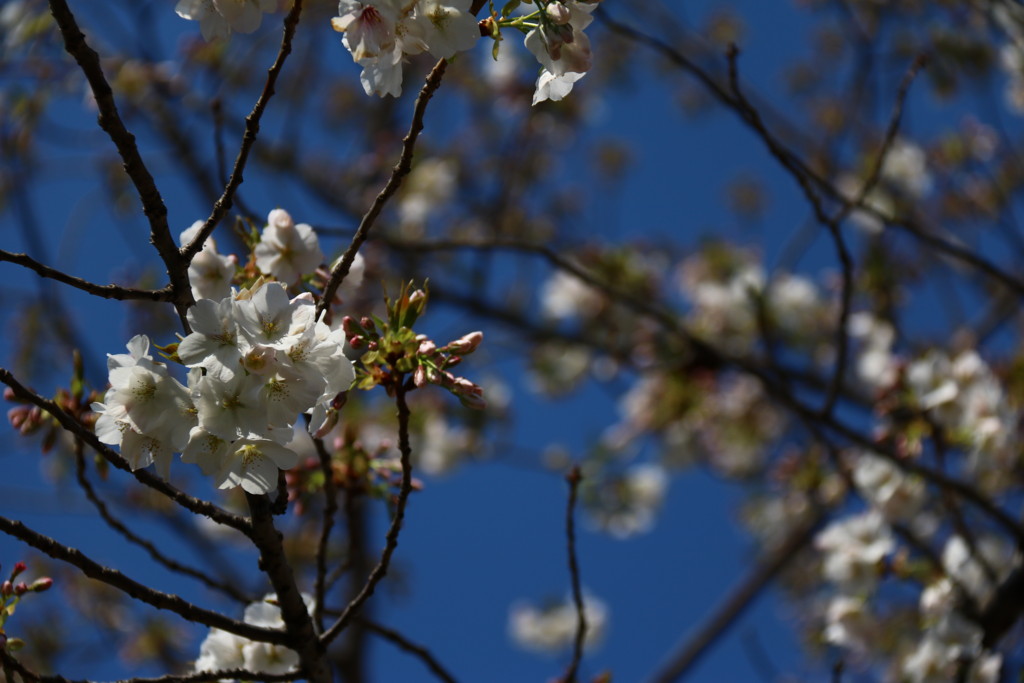 f:id:lovecats:20160329084457j:plain