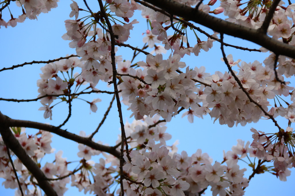 f:id:lovecats:20160401080032j:plain