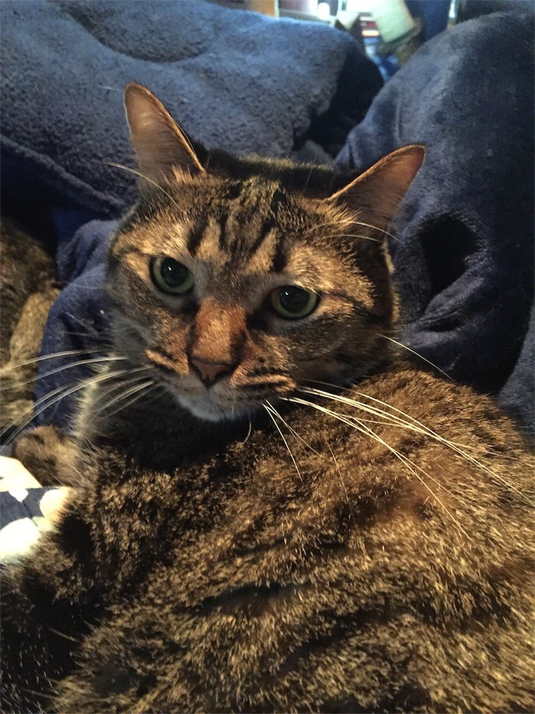 f:id:lovecats:20170101184259j:image f:id:lovecats:20170101184259j:image