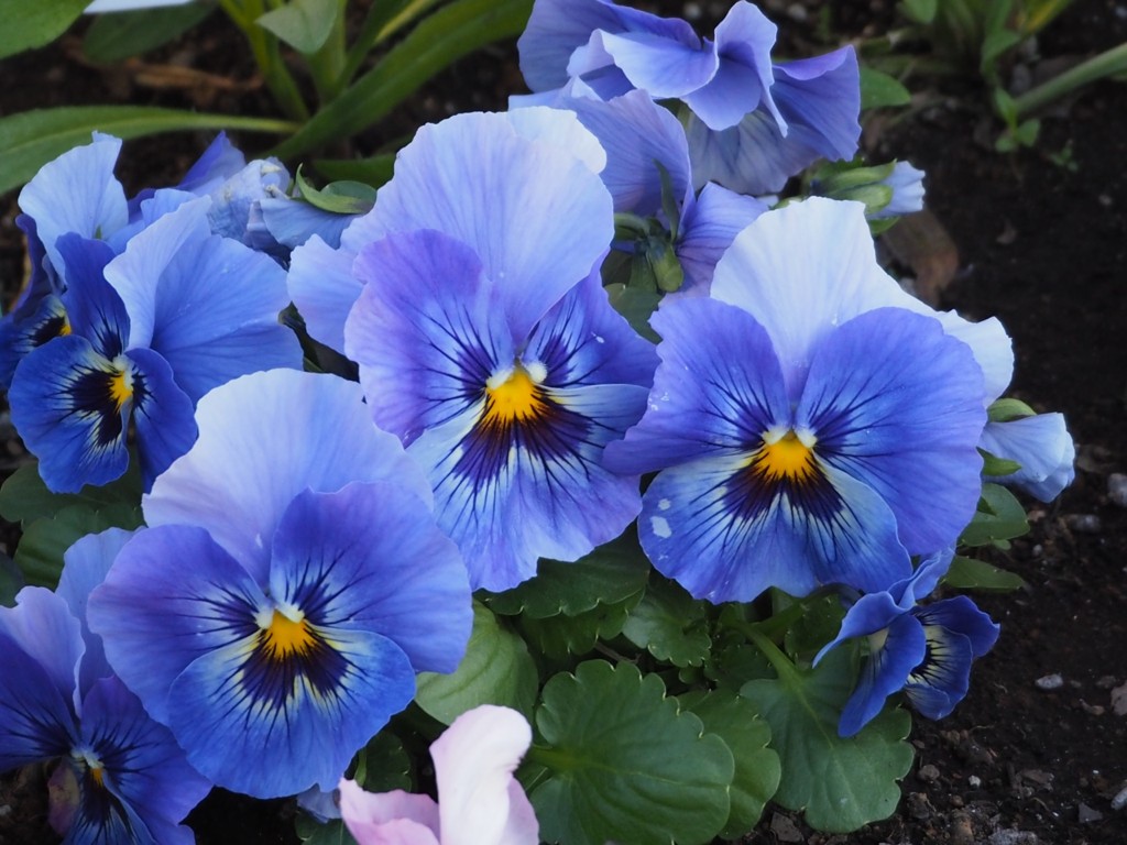 f:id:lovecats:20170105083320j:plain