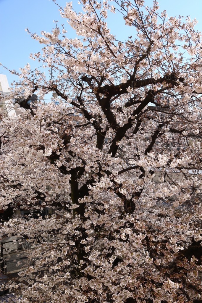 f:id:lovecats:20180325133530j:plain