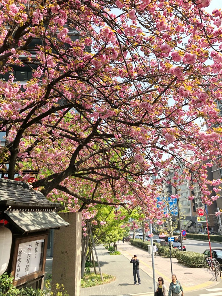 f:id:lovecats:20180406092027j:plain f:id:lovecats:20180406092027j:plain