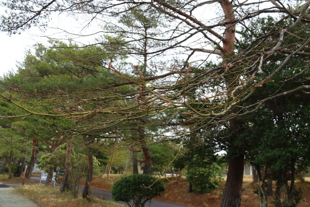 f:id:lovecats:20180419155831j:plain