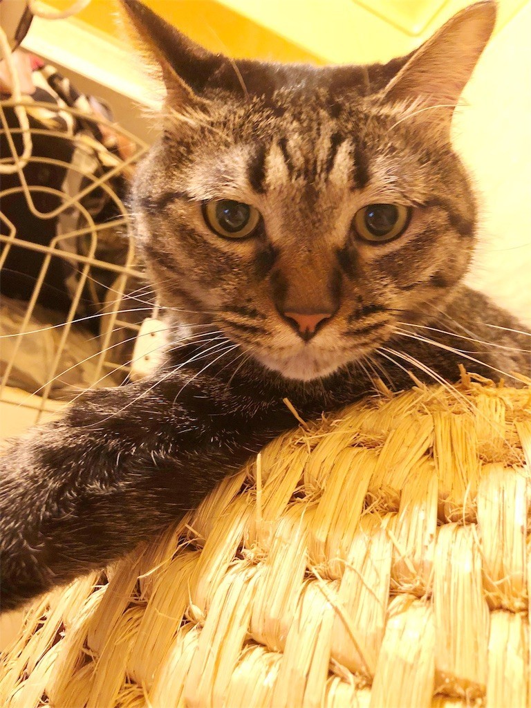 f:id:lovecats:20180707101534j:image