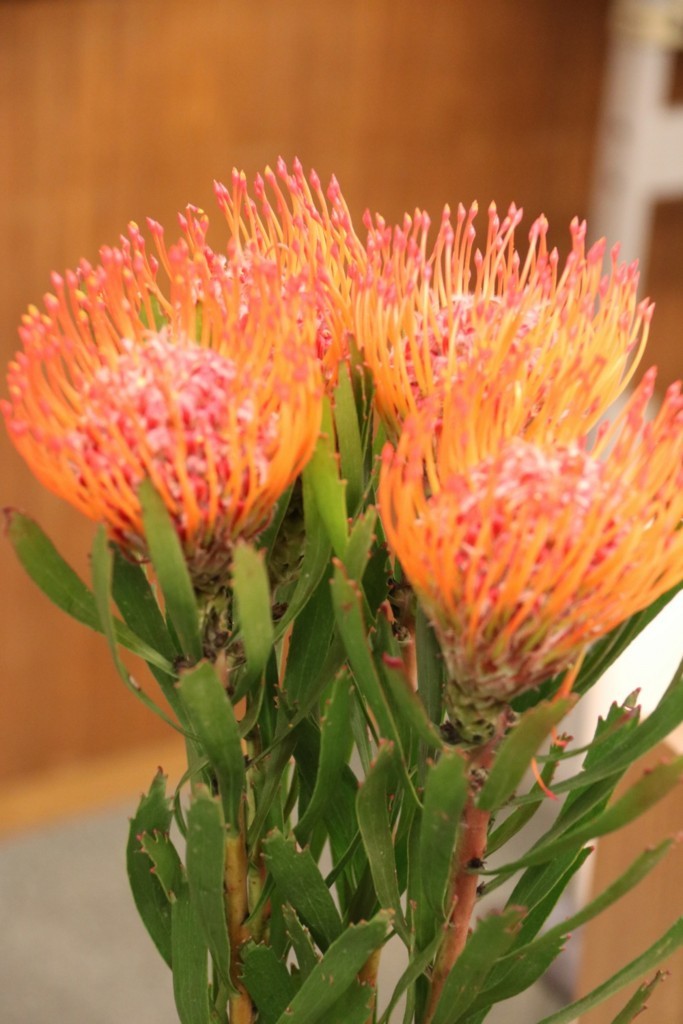 f:id:lovecats:20180719153012j:plain