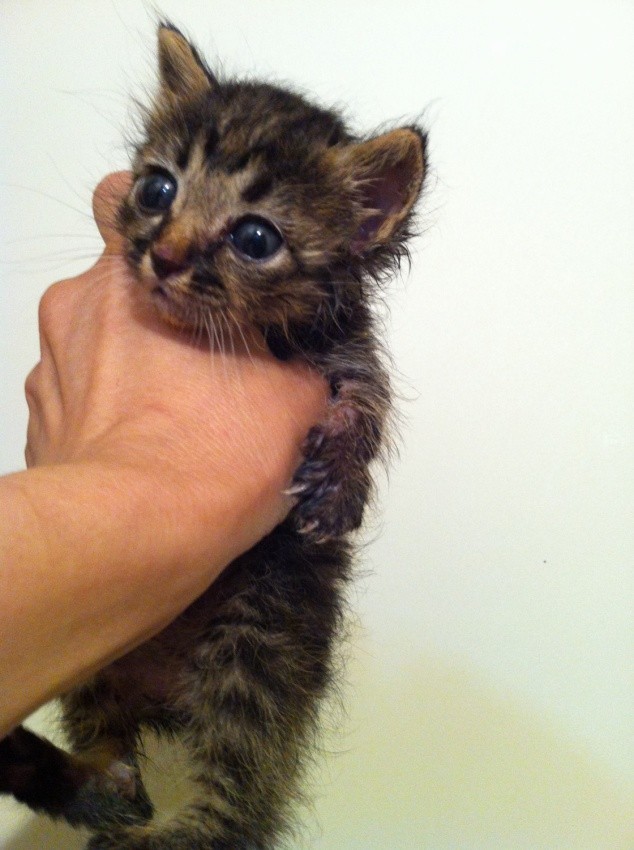 f:id:lovecats:20180725171820j:plain