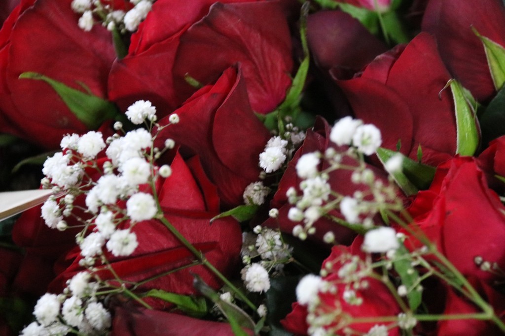 f:id:lovecats:20180916165214j:plain