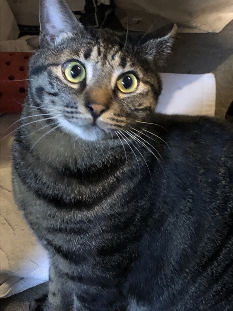 f:id:lovecats:20181203151603j:plain f:id:lovecats:20181203151603j:plain