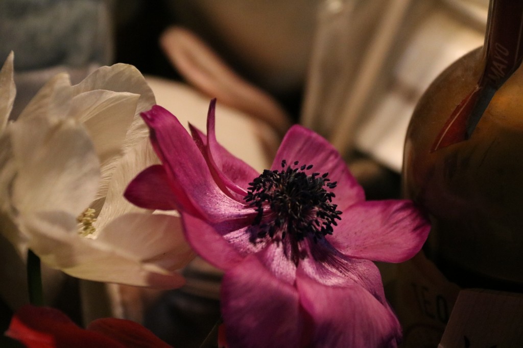 f:id:lovecats:20190214170808j:plain