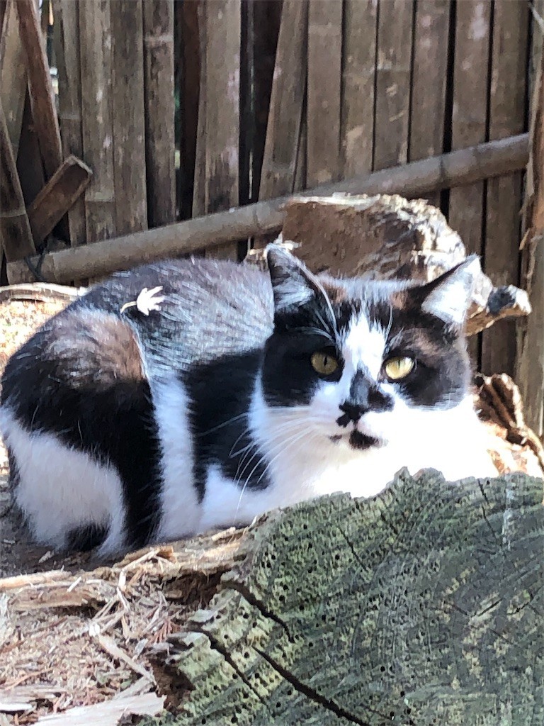 f:id:lovecats:20190320202635j:image