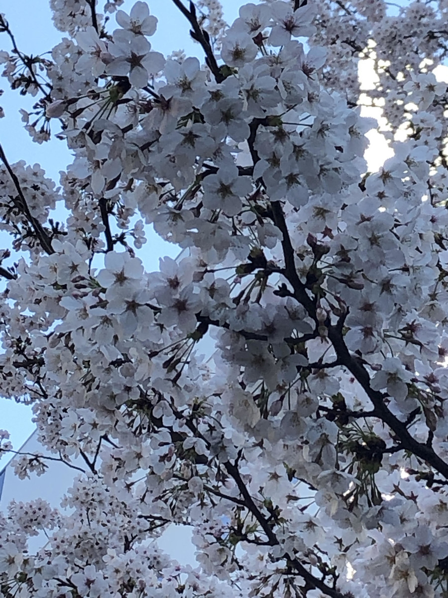 f:id:lovecats:20190403230244j:plain