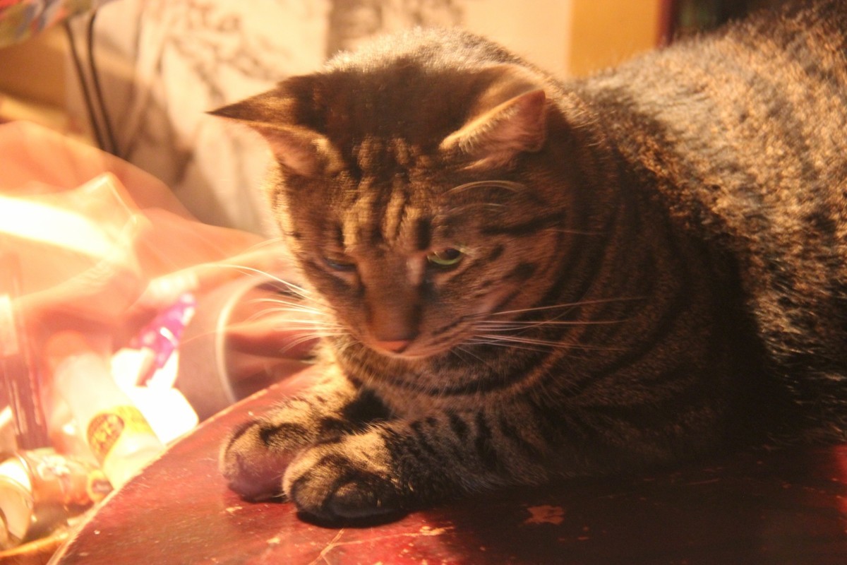 f:id:lovecats:20201013145251j:plain f:id:lovecats:20201013145251j:plain