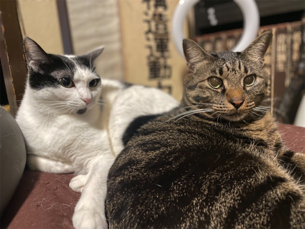 f:id:lovecats:20221209162219j:image f:id:lovecats:20221209162219j:image