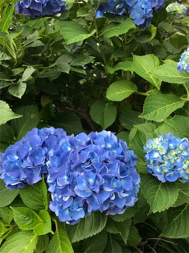 f:id:lovecrystalchildren:20170704180537j:image f:id:lovecrystalchildren:20170704180537j:image