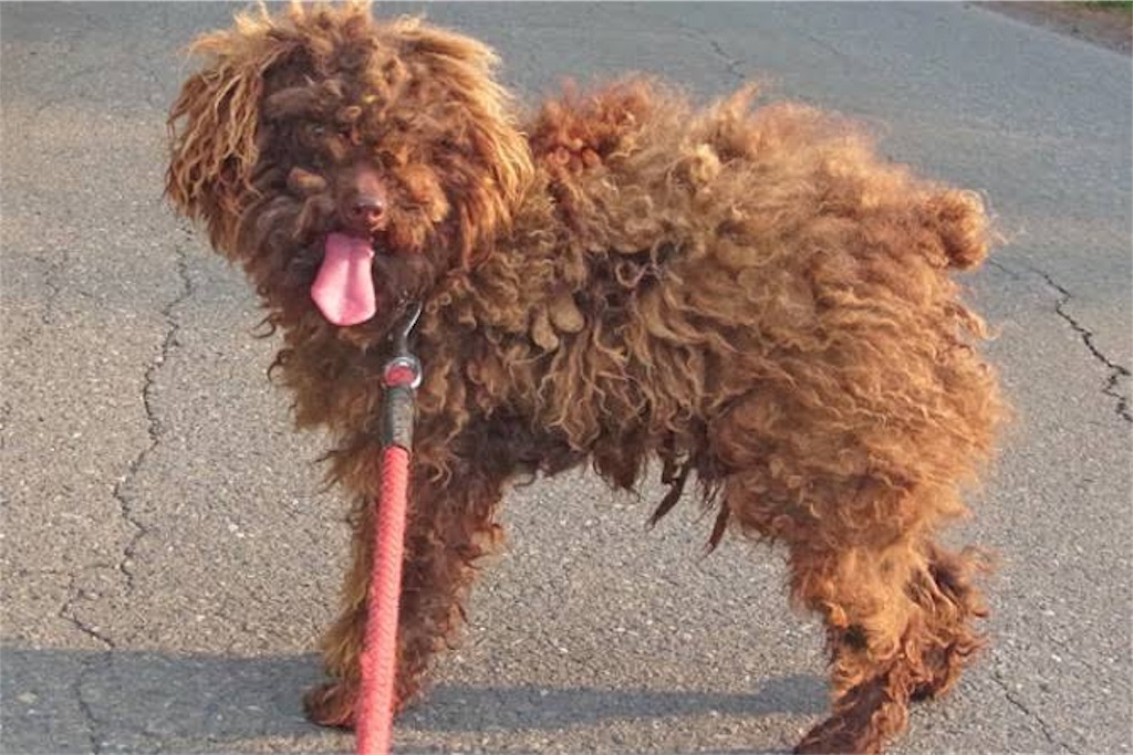 f:id:lovedoglovepome:20190315090756j:image