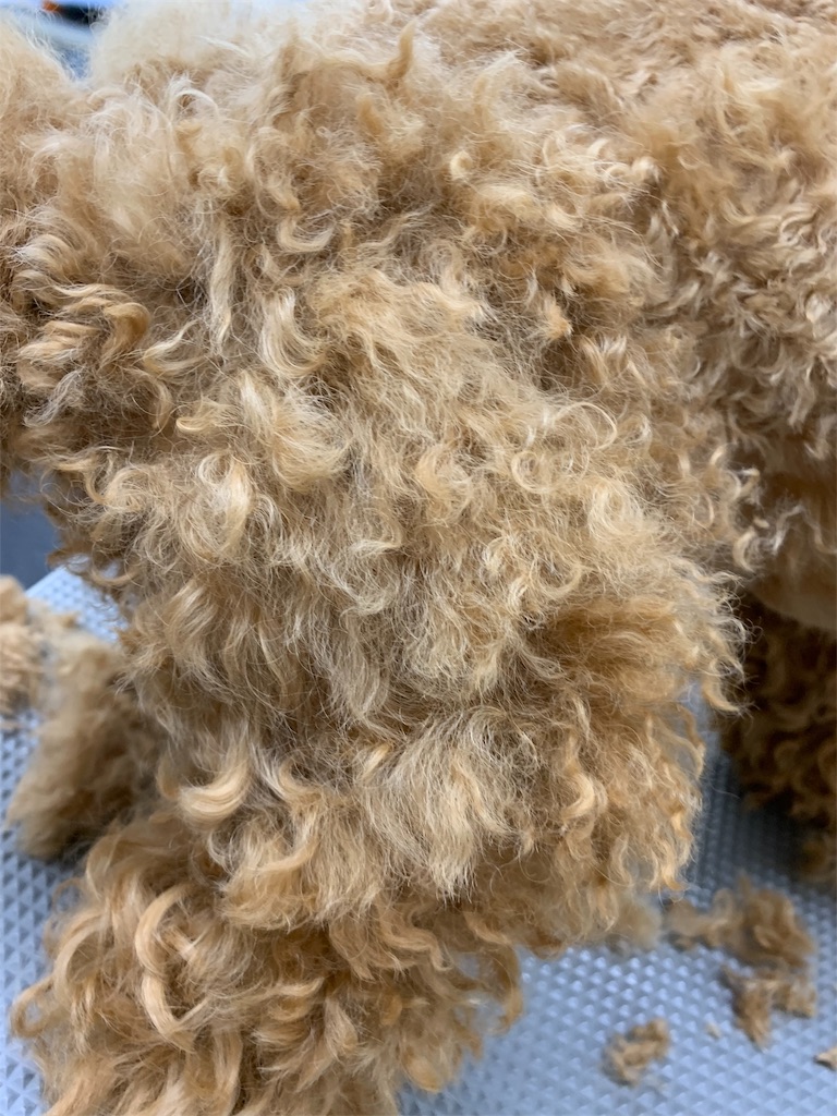 f:id:lovedoglovepome:20190328123412j:image