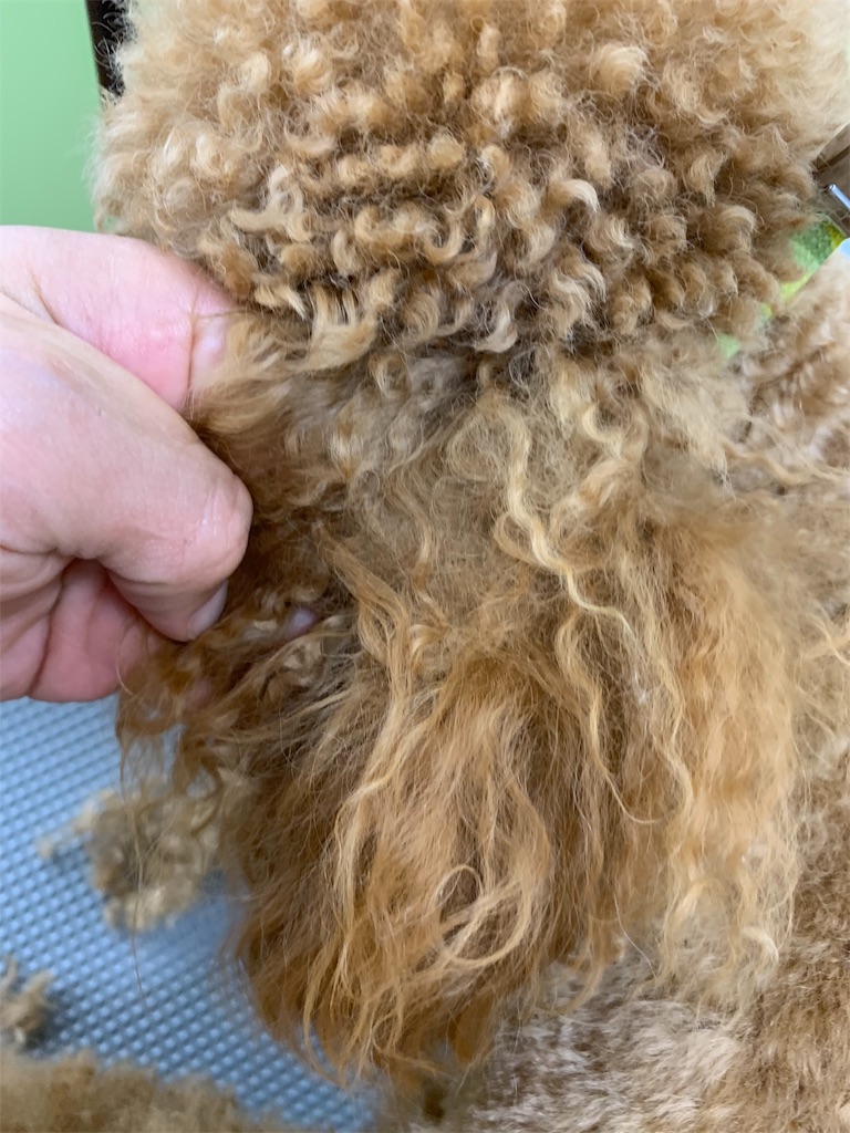 f:id:lovedoglovepome:20190328123417j:image