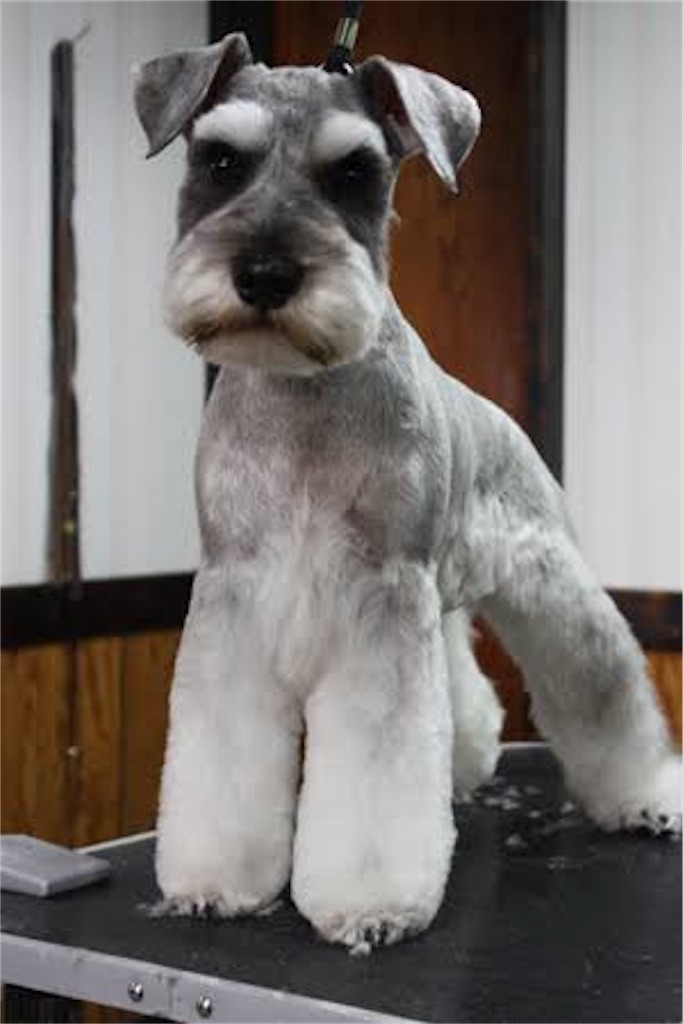 f:id:lovedoglovepome:20190329083939j:image