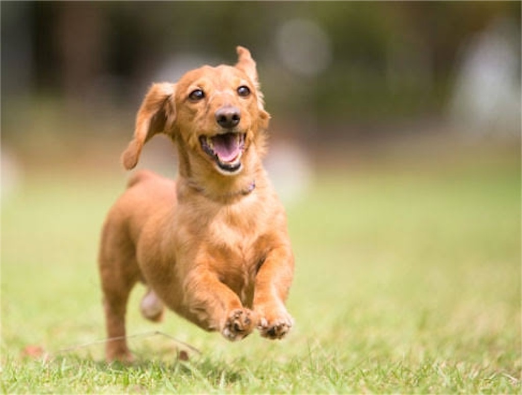 f:id:lovedoglovepome:20190403180853j:image f:id:lovedoglovepome:20190403180853j:image