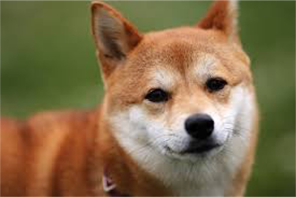 f:id:lovedoglovepome:20190406152152j:image