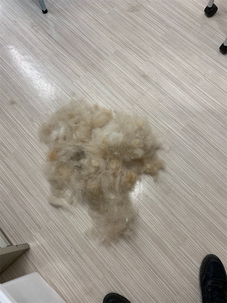 f:id:lovedoglovepome:20190414005533j:image