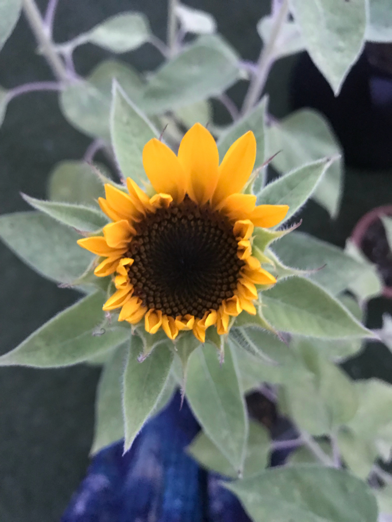 f:id:lovegreen_media:20180802190928j:plain f:id:lovegreen_media:20180802190928j:plain