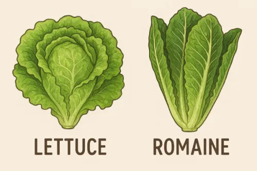 lettuceとromaineの比較イラスト