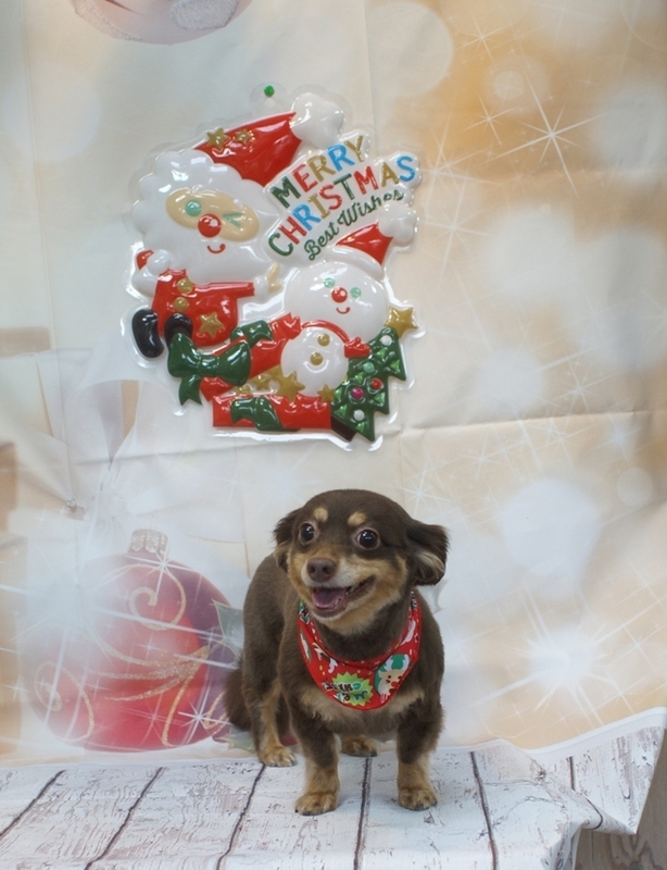 f:id:lovehawaii2009:20181228074523j:image