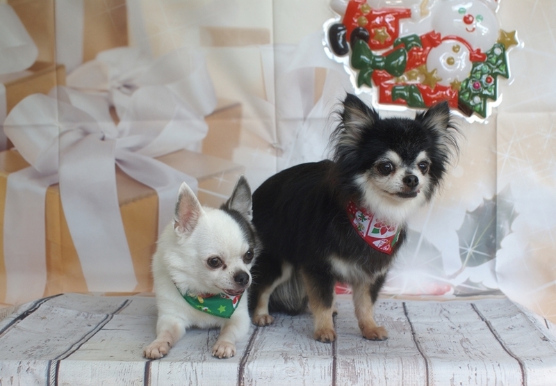 f:id:lovehawaii2009:20190108074436j:image