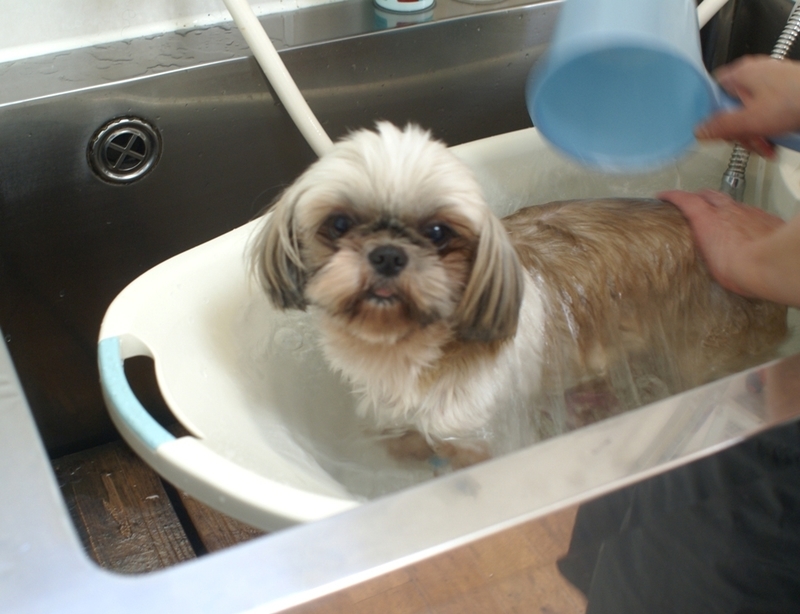 f:id:lovehawaii2009:20190118185346j:image