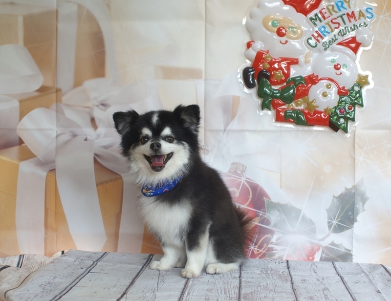 f:id:lovehawaii2009:20190118185713j:image