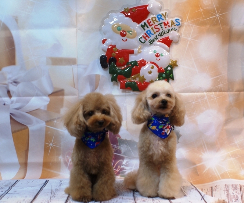 f:id:lovehawaii2009:20190122073522j:image f:id:lovehawaii2009:20190122073522j:image