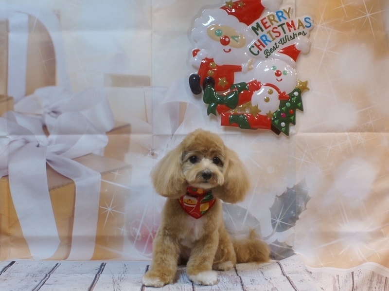 f:id:lovehawaii2009:20190127185408j:image