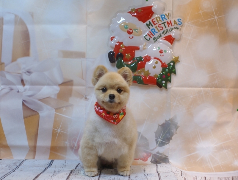 f:id:lovehawaii2009:20190127185508j:image