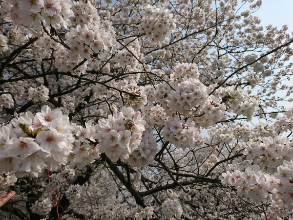 f:id:lovelite7:20180520015130j:plain f:id:lovelite7:20180520015130j:plain