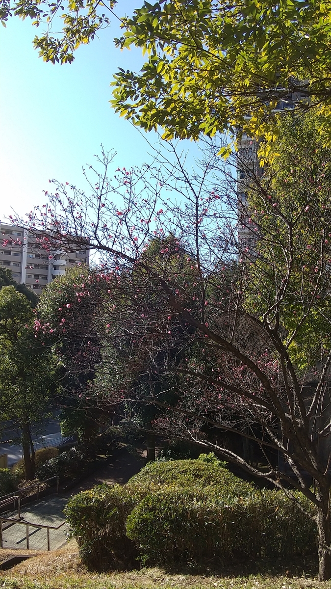 f:id:lovely-kermit:20220120132834j:plain