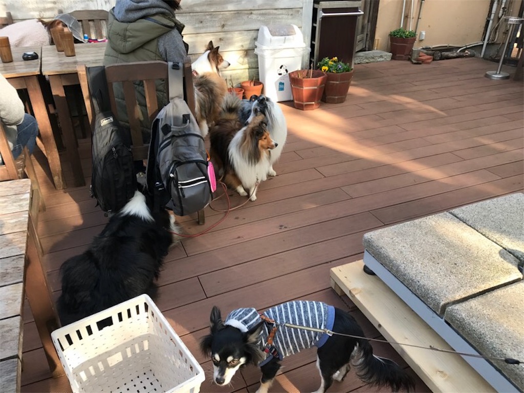 湘南 江ノ島にある 犬同伴okのcafe Madu カフェ マディ に行ってきました デカチワワと暮らす生活