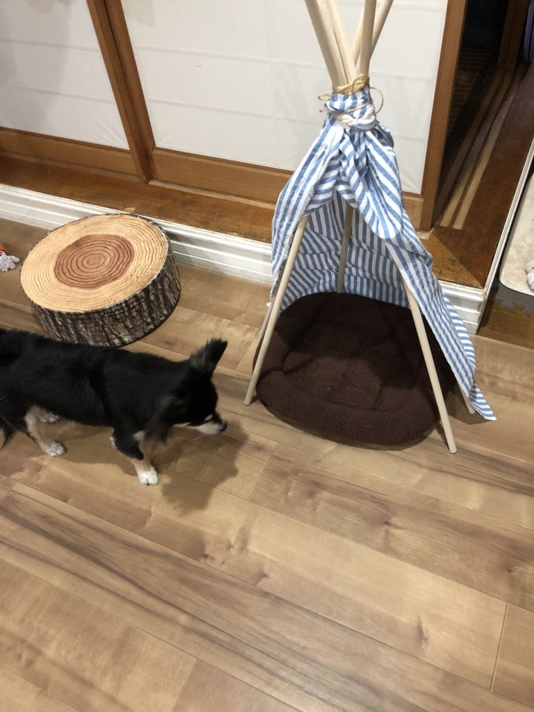 ティピーテント 犬用をdiyしてみたけど失敗 凶暴チワワの巻 デカチワワと暮らす生活 ティピーテント 犬用をdiyしてみたけど失敗 凶暴チワワの巻 デカチワワと暮らす生活