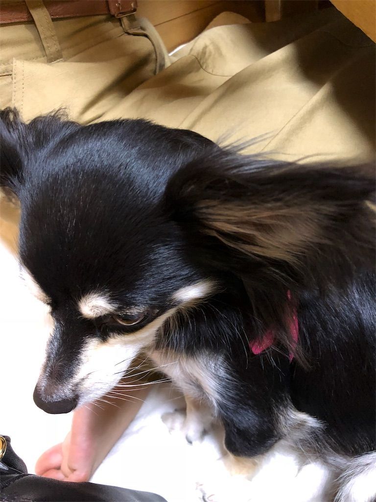 f:id:lovely088:20180819110904j:plain f:id:lovely088:20180819110904j:plain