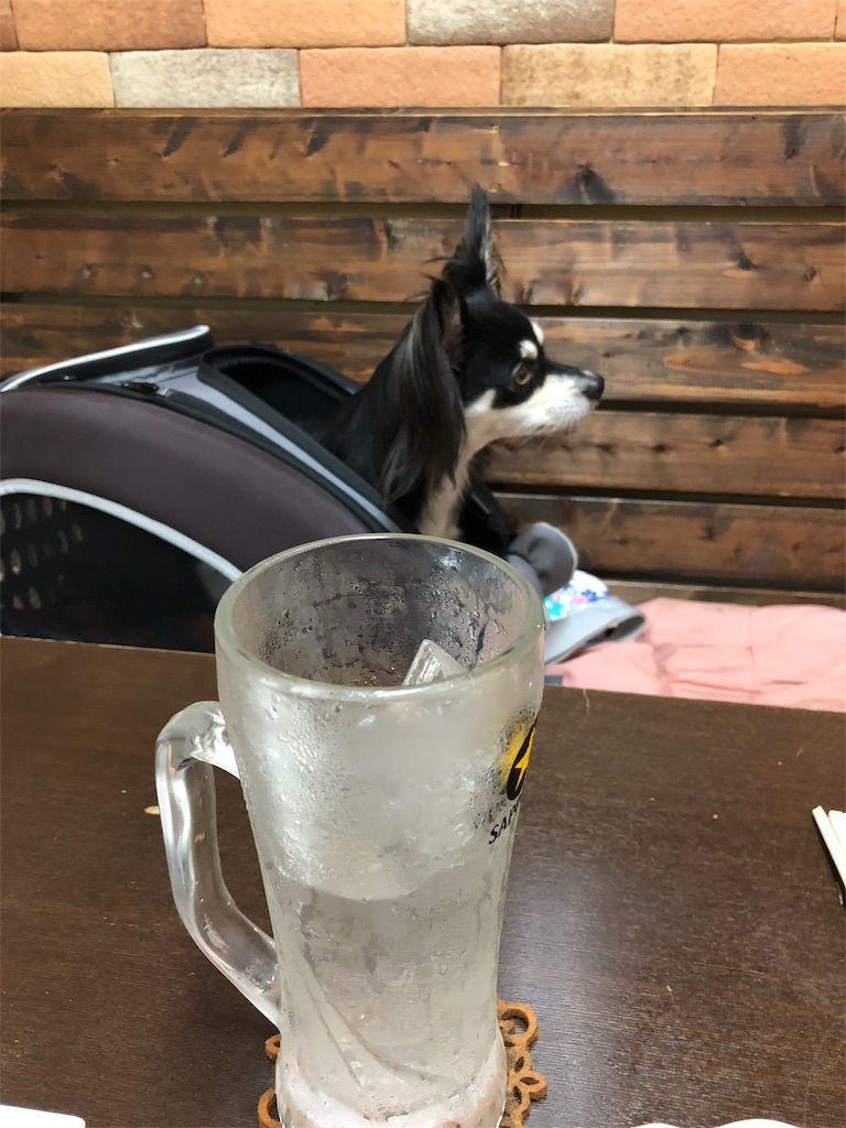 犬OKの居酒屋さんに行ってきました！ 乃木屋 デカチワワと暮らす生活