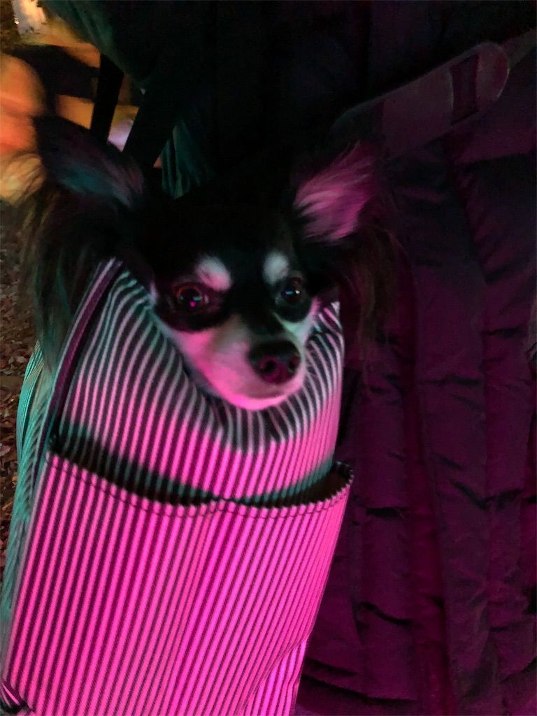 f:id:lovely088:20181217003109j:image f:id:lovely088:20181217003109j:image