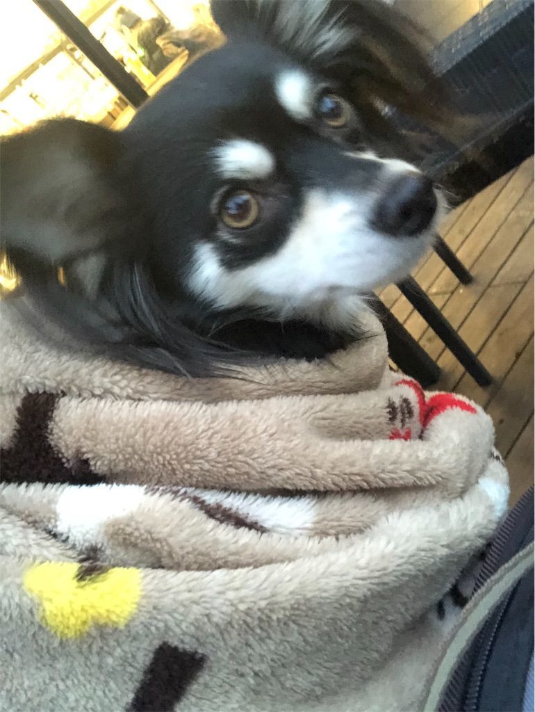 f:id:lovely088:20181217003206j:image f:id:lovely088:20181217003206j:image