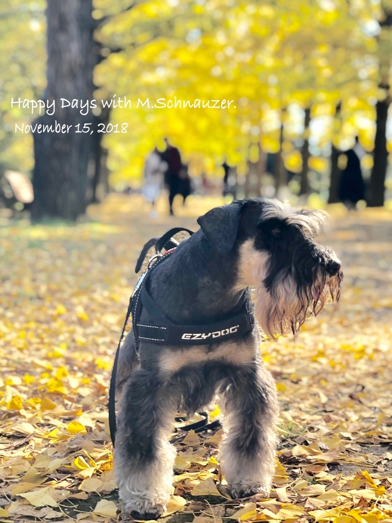 f:id:lovelyanzu:20181119213800j:plain f:id:lovelyanzu:20181119213800j:plain